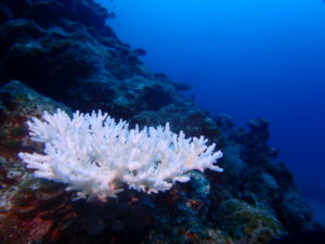 白化珊瑚