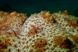 ウミウシカクレエビ