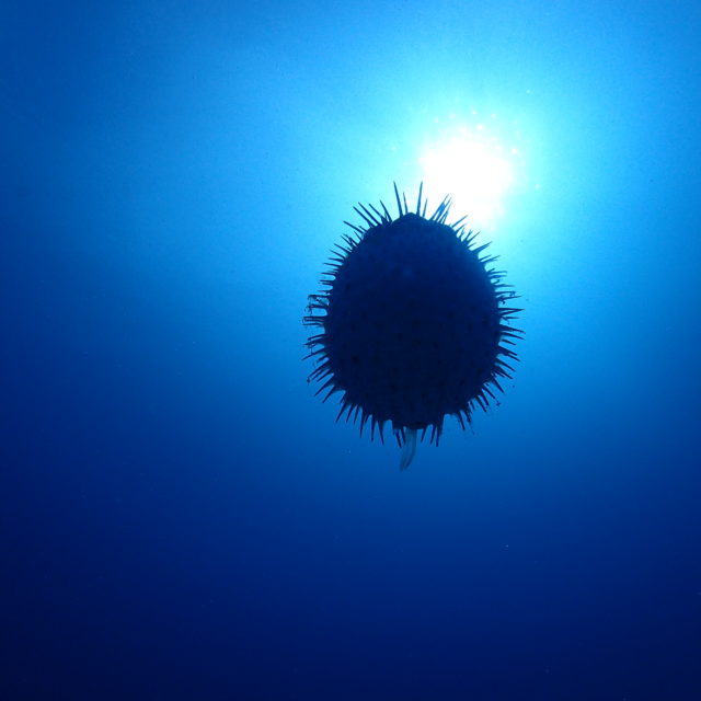 ハリセンボン６