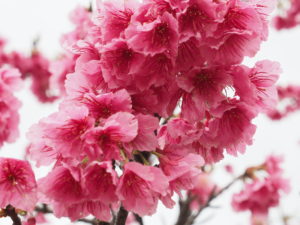 桜３