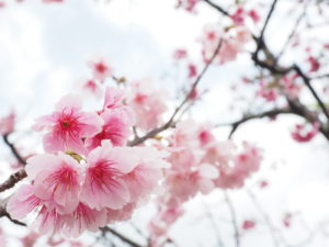 桜２