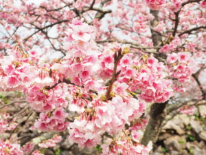 桜