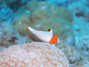 イロブダイ幼魚
