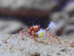 キンチャクガニ