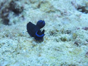 ミドリリュウグウウミウシ