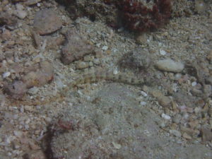 イシヨウジ