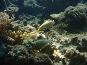 テングカワハギ