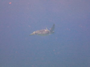 ウミガメ