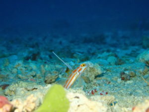 ヤシャハゼ
