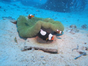 トウアカクマノミ