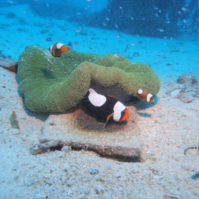 トウアカクマノミ