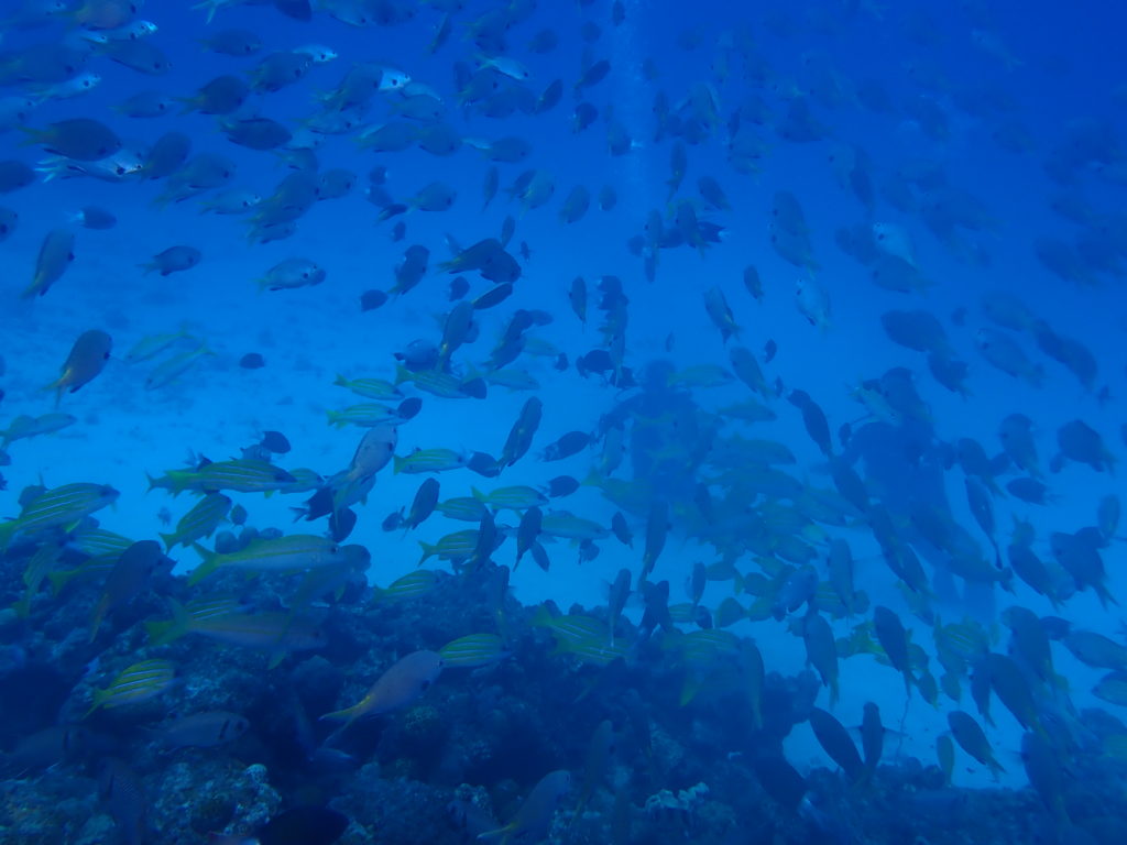 魚群