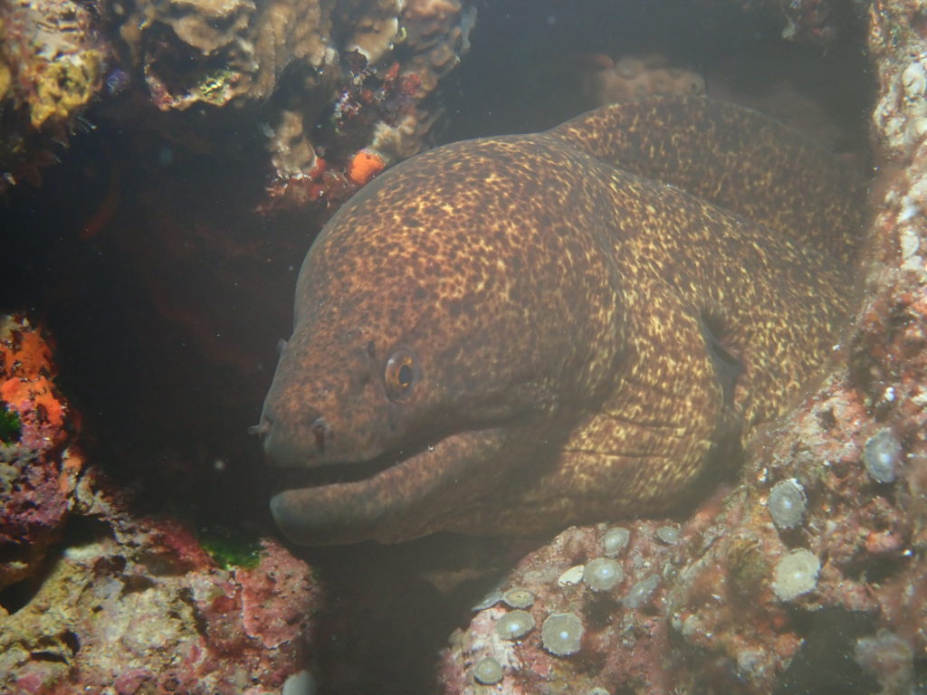 ドクウツボ