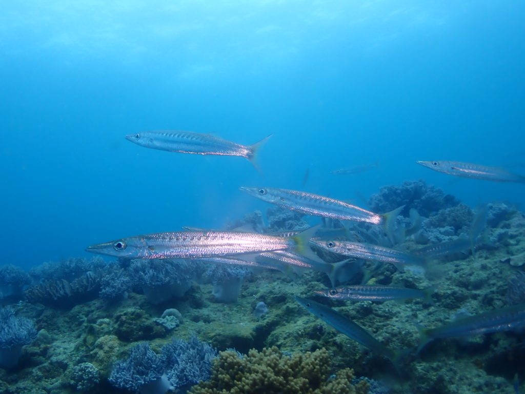 タイワンカマス