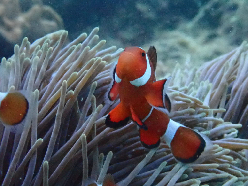カクレクマノミ