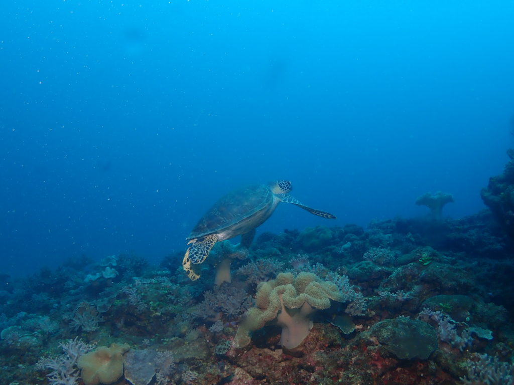 ウミガメ