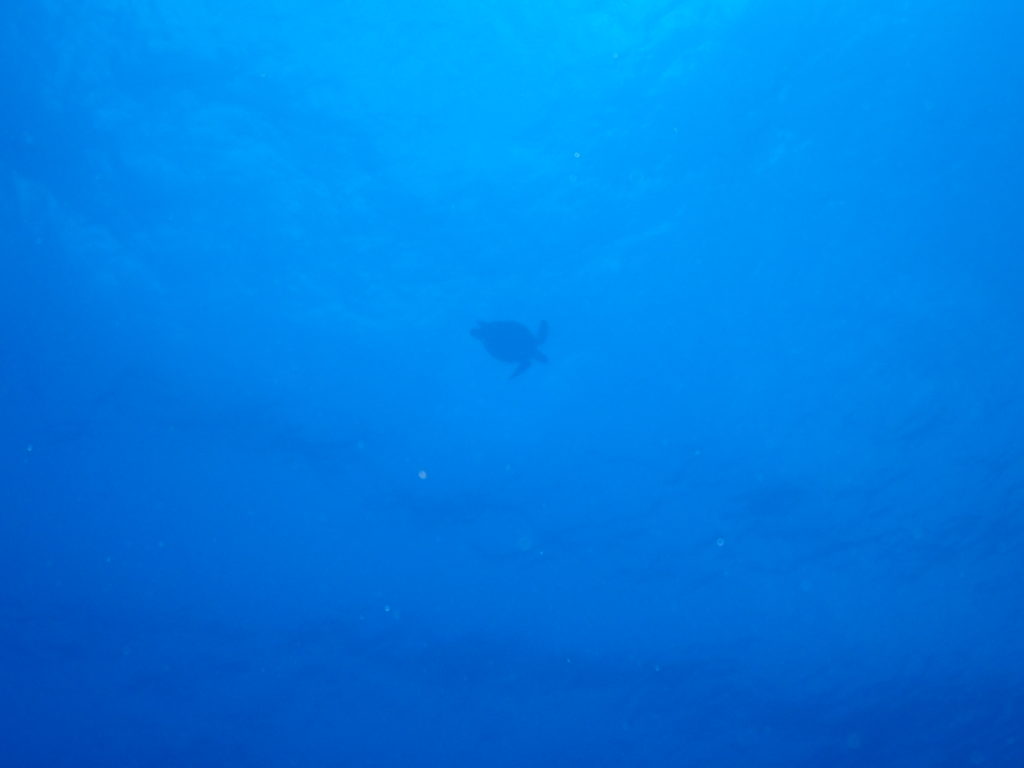 ウミガメ