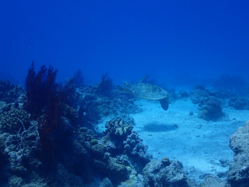 ウミガメ