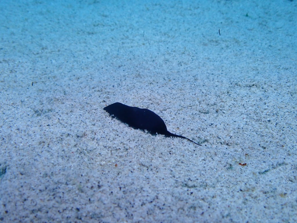 アカボシツバメガイ