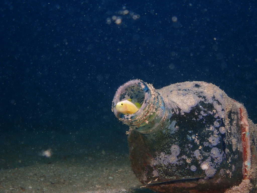 ナカモトイロワケハゼ