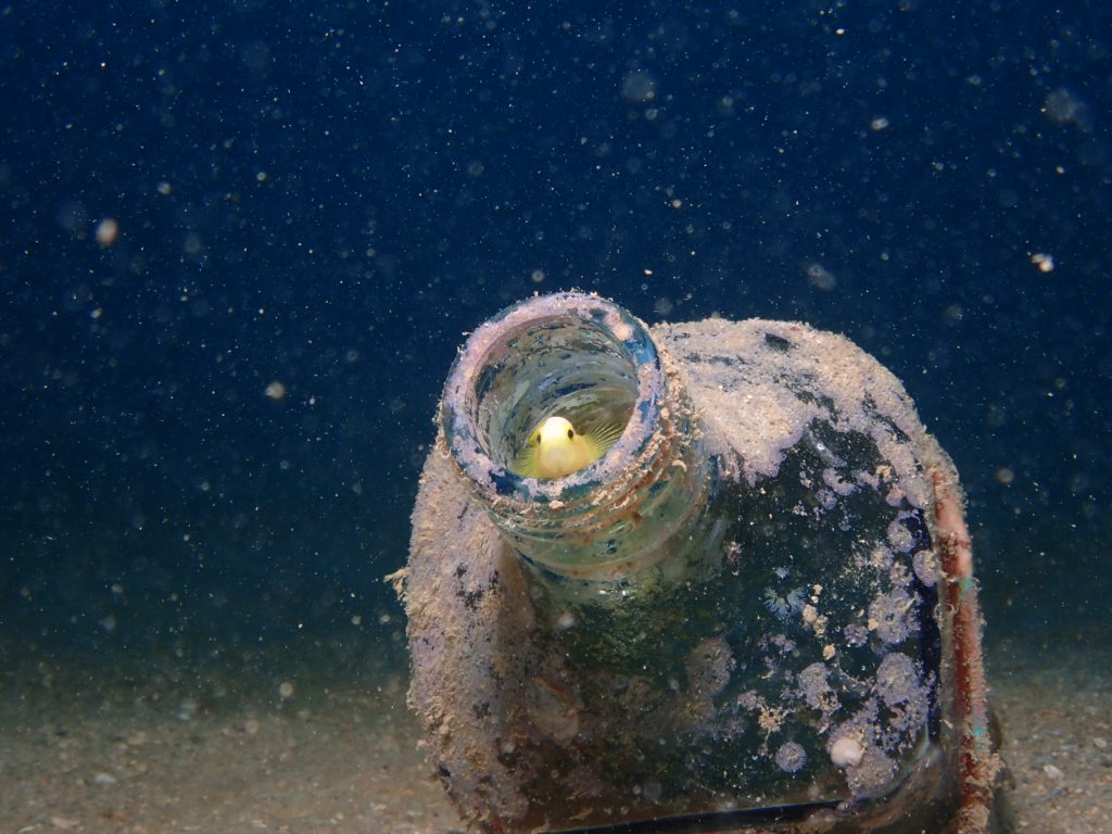 ナカモトイロワケハゼ