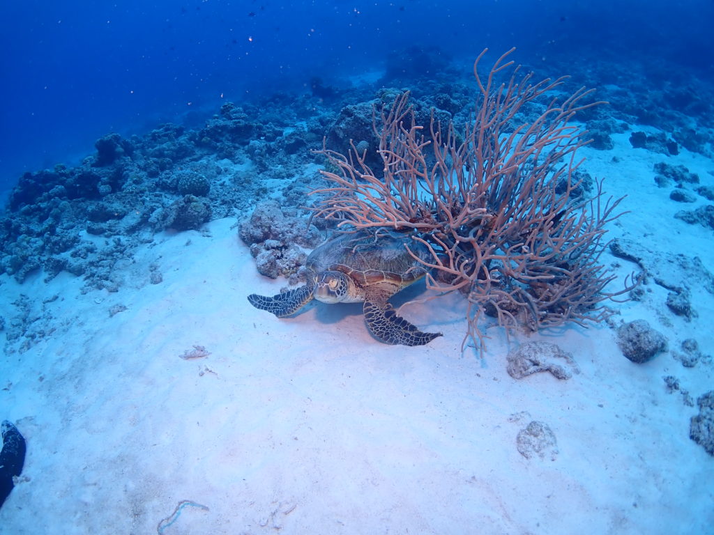 ウミガメ