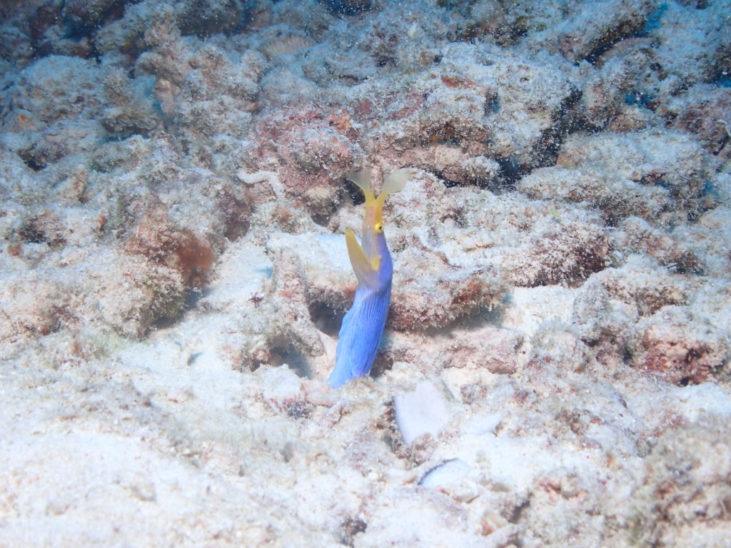 ハナヒゲウツボ