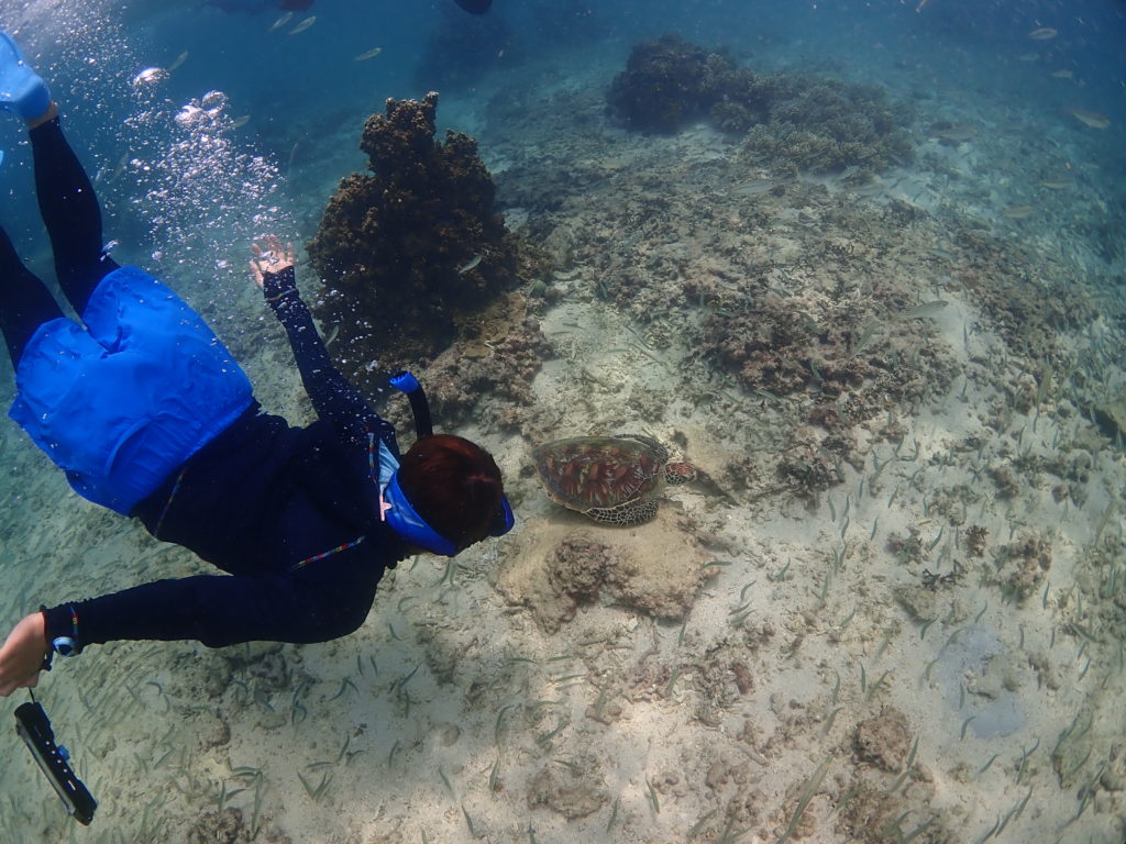ウミガメ