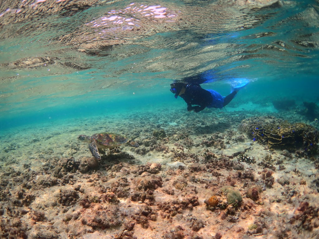 ウミガメ