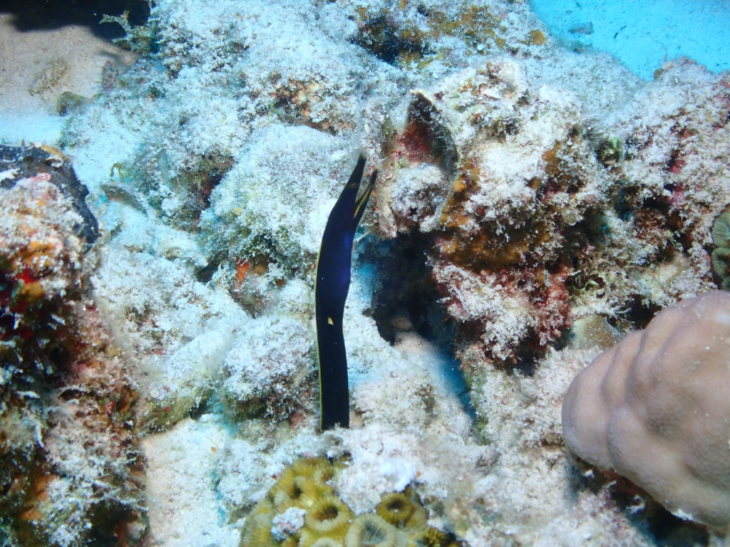 ハナヒゲウツボ