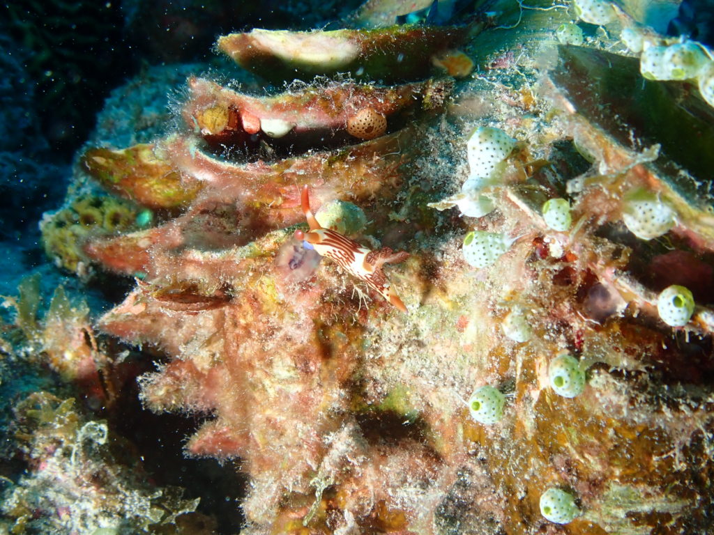 クロスジリュウグウウミウシ