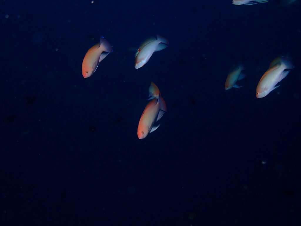 ケラマハナダイ