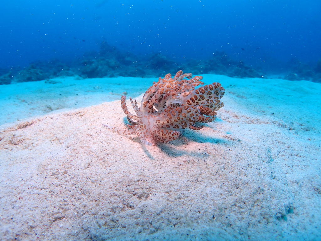 オオコノハミノウミウシ