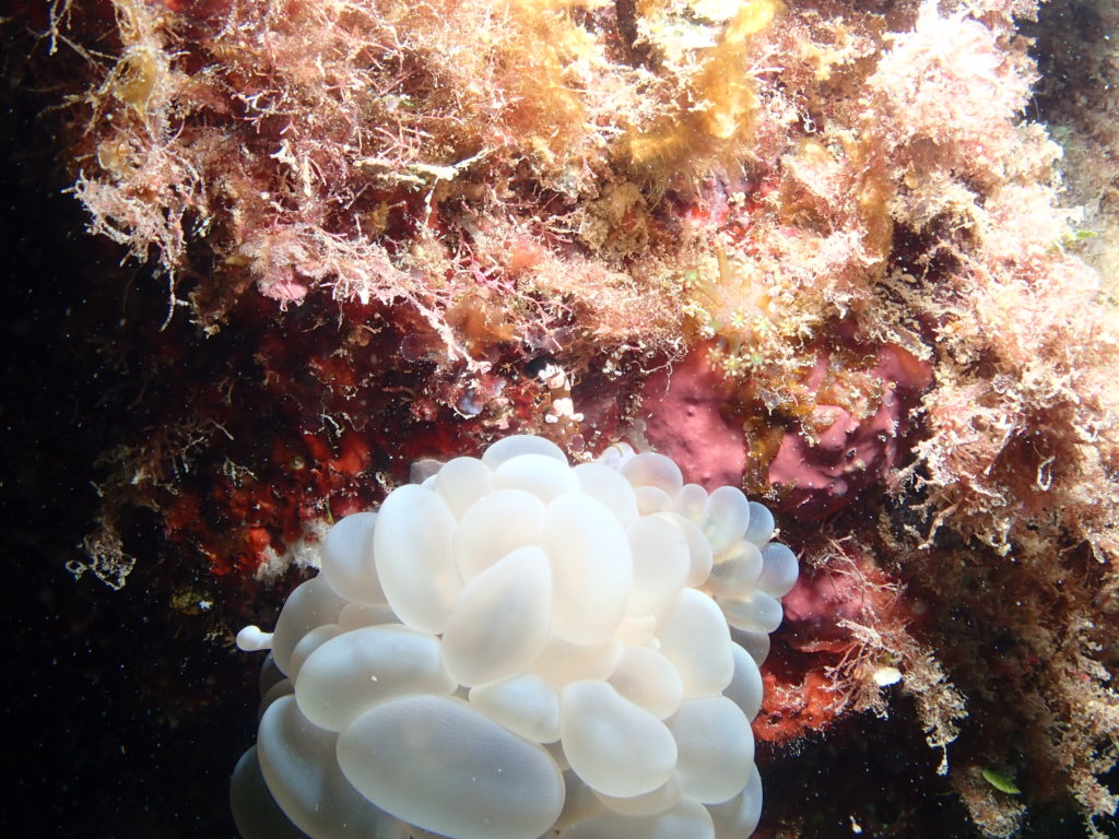 イソギンチャクモエビ