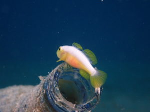ナカモトイロワケハゼ