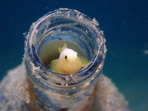 ナカモトイロワケハゼ