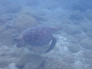 ウミガメ