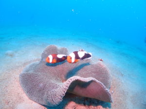 トウアカクマノミ