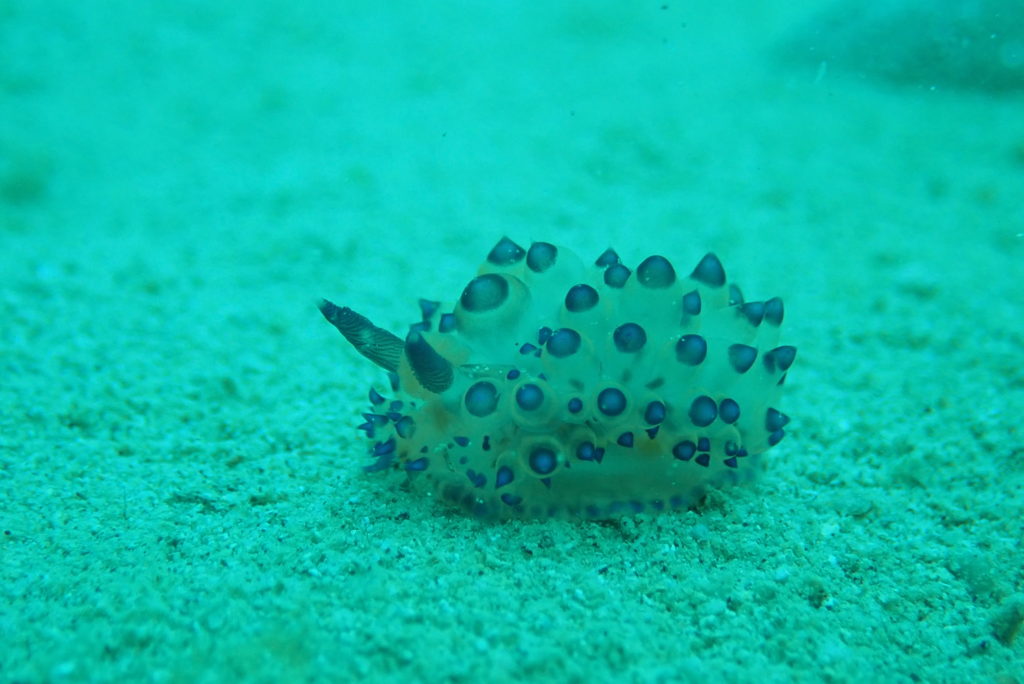 サーシャコヤナギウミウシ