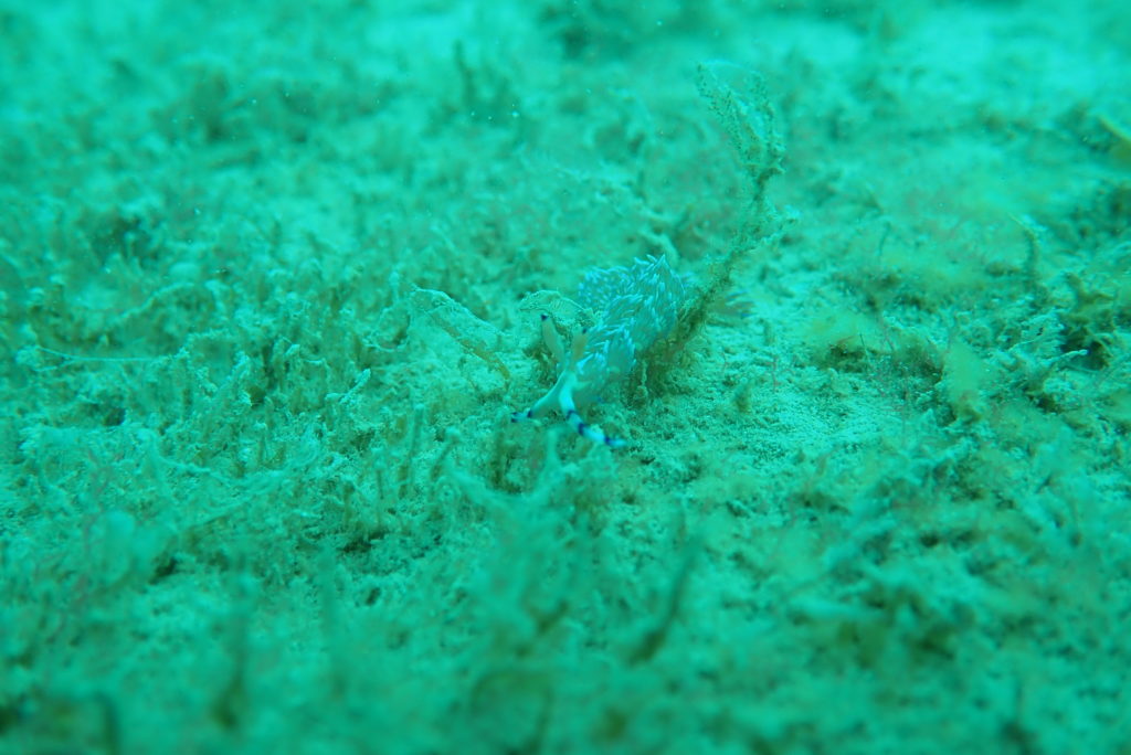ムカデミノウミウシ