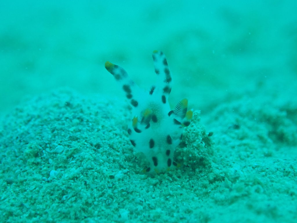 ツノザヤウミウシ