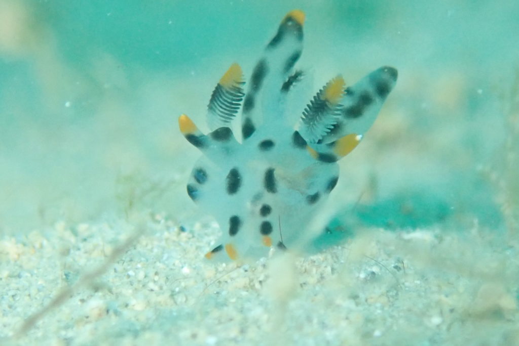 ツノザヤウミウシ