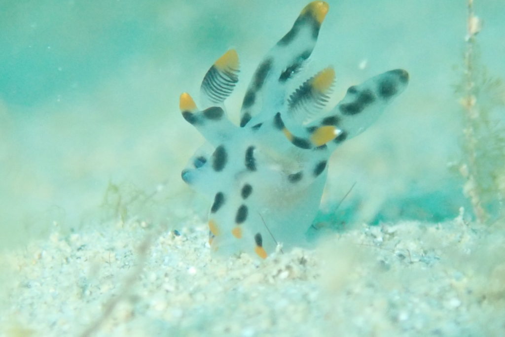ツノザヤウミウシ