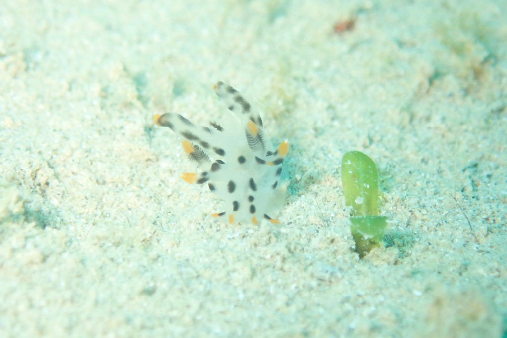 ツノザヤウミウシ