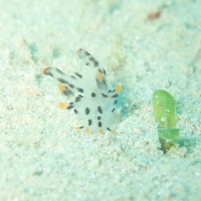 ツノザヤウミウシ