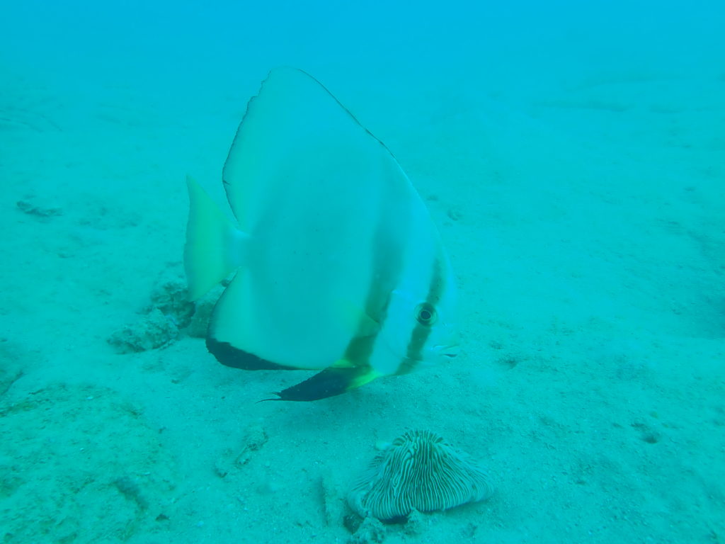 ツバメウオ