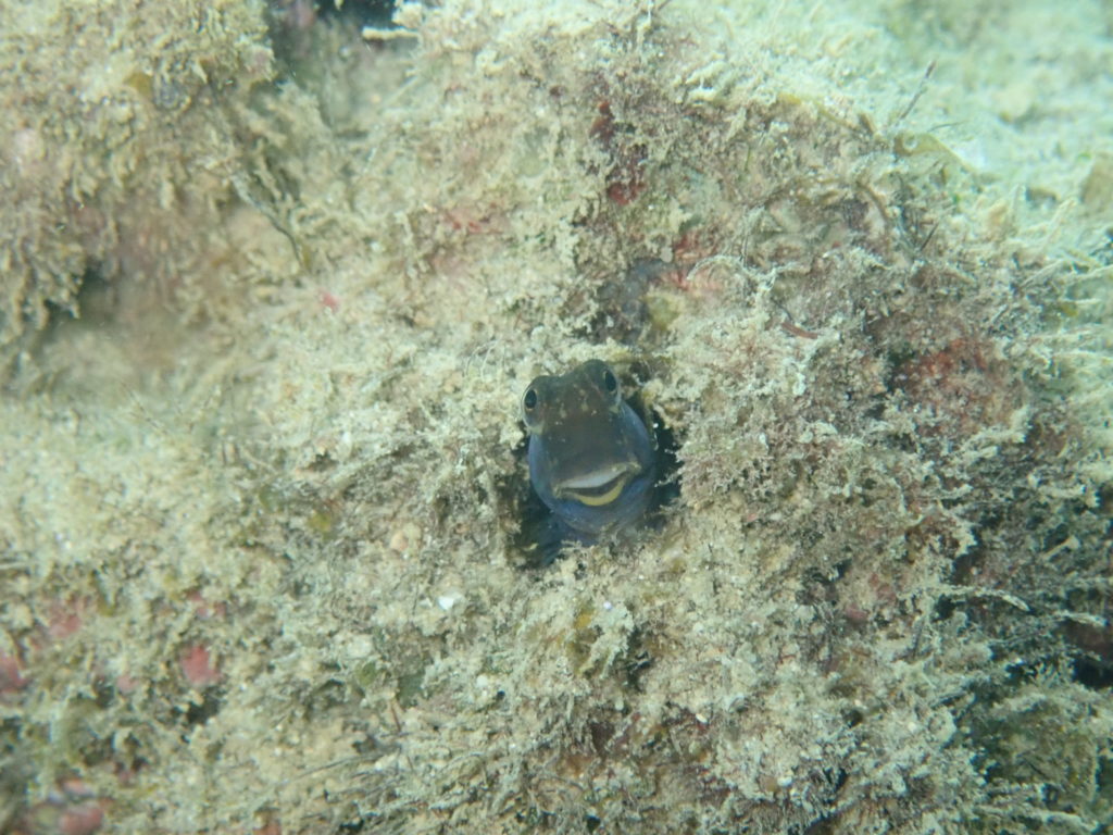 インドカエルウオ