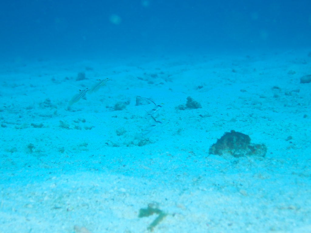 ハゼ