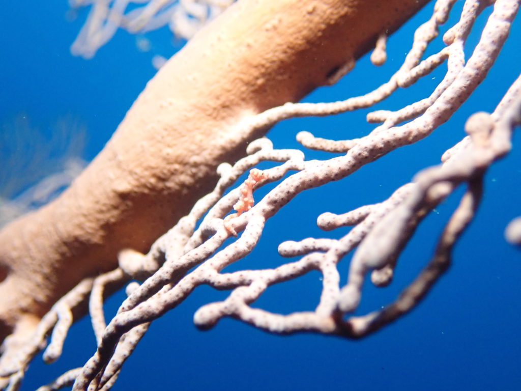 ピグミーシーホース