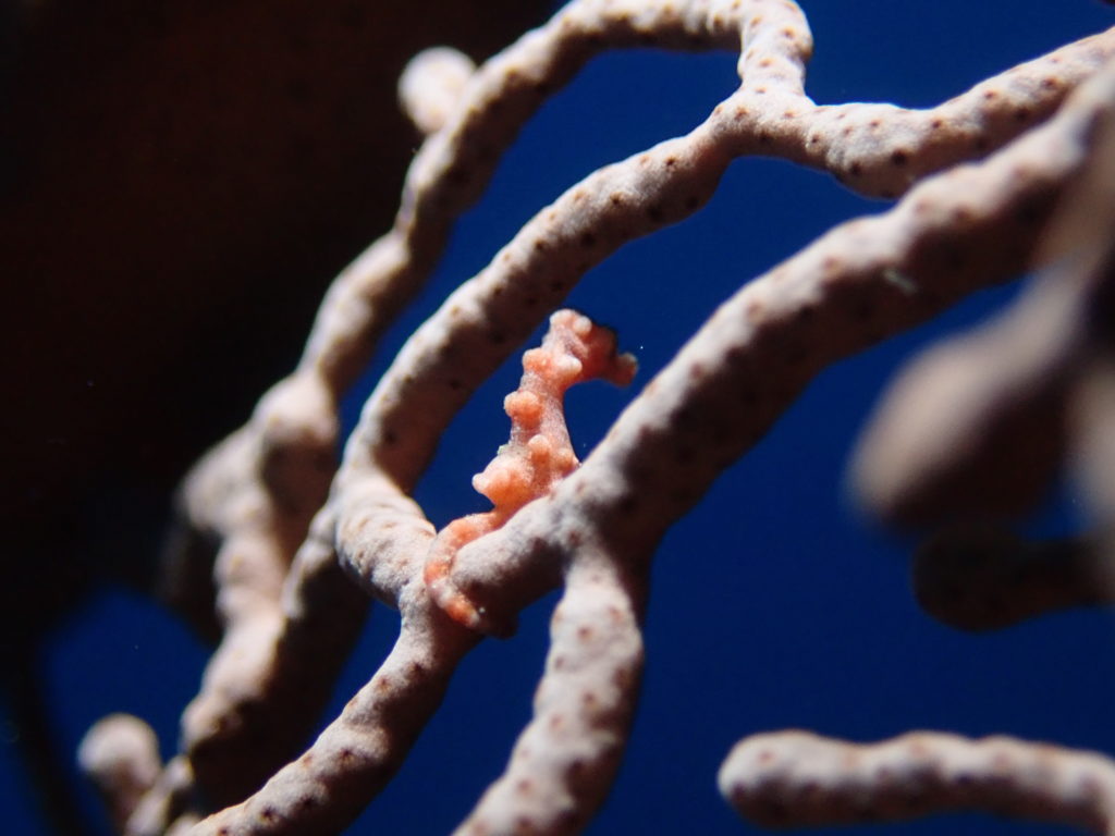 ピグミーシーホース